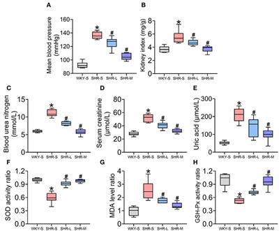 Aerobic Exercise Training Improves Renal Injury in Spontaneously Hypertensive Rats by Increasing Renalase Expression in Medulla